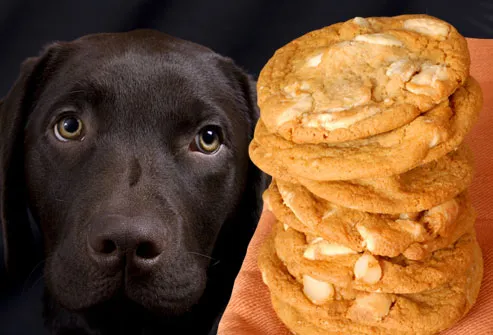 Cão triste olhando para os cookies macadâmia