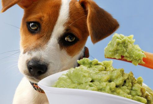 Sad dog and guacamole