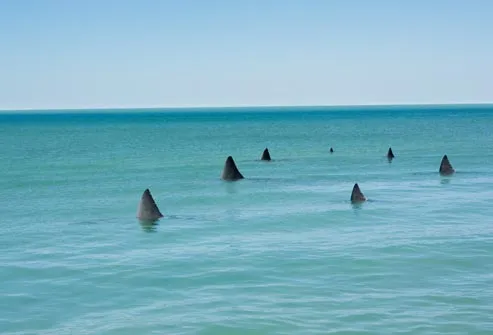 sharks in water 
