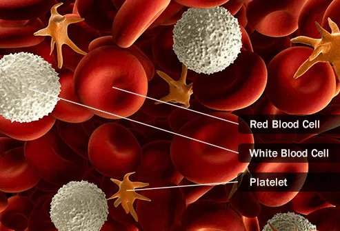 human blood cells close up