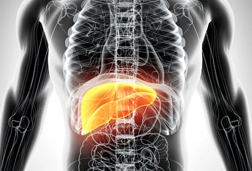 human liver in abdomen illustration