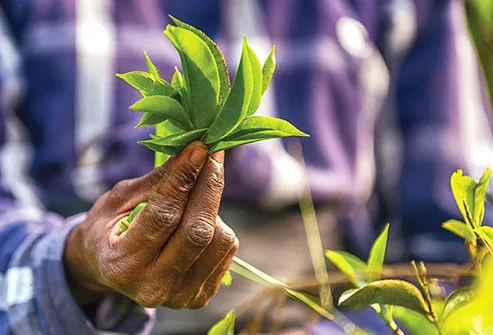 tea grower holding leaves