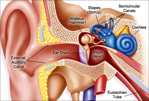 Illustration of Inner Ear Anatomy