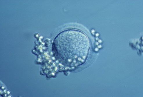 Donor Egg For IVF