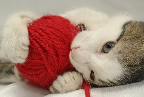 photolibrary_rf_photo_of_cat_eating_red_yarn.jpg