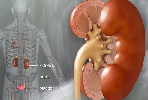 Cutaway Illustration Of Kidney