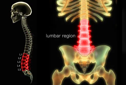 skeletal system highlighting lumbar spine