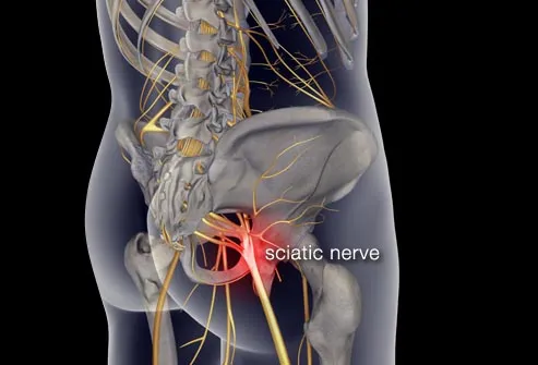 nerves of the lower body
