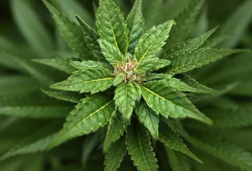 Image result for marijuana