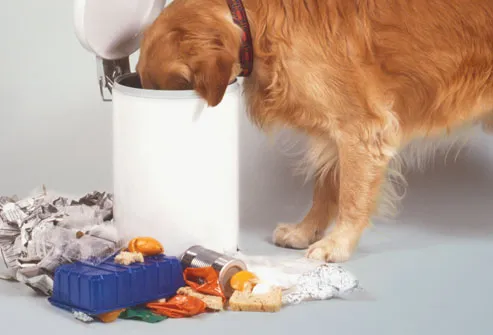 Dog Eating Out of Trash Can
