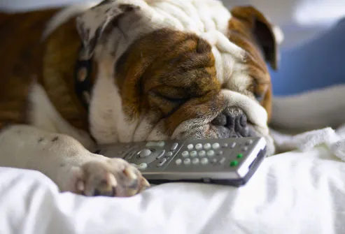 Lazy Bulldog Sleeping With TV Remote