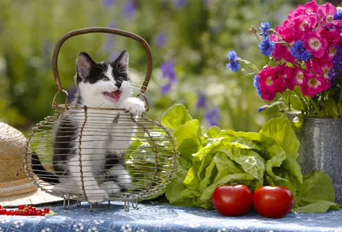 Cat On Table With Vegetables