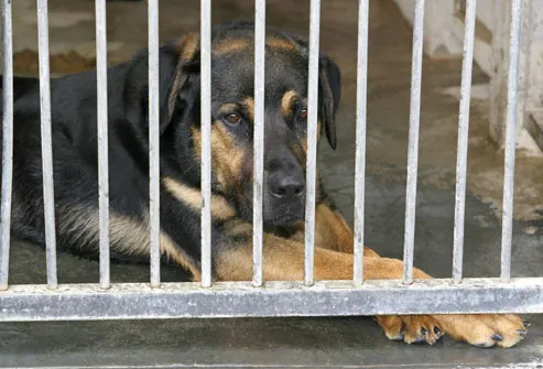 Sad Dog at Shelter