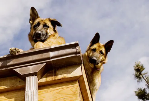 Dogs Perched on Roof