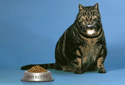 Fat Cat With Full Food Bowl