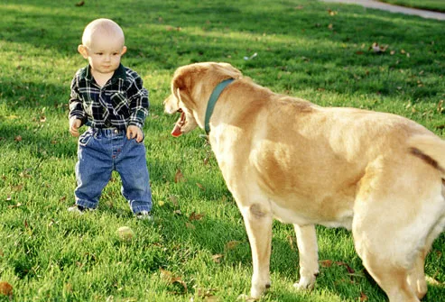 Toddler Playing With Large Dog