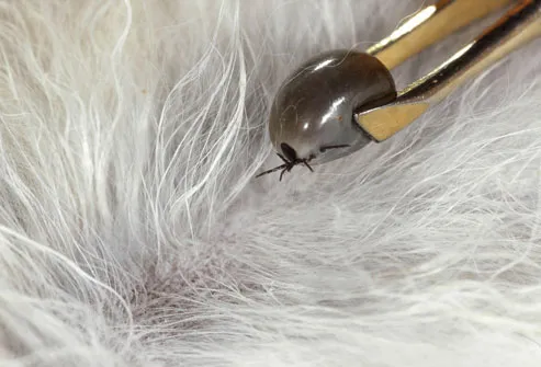 Tick Being Removed From Dog