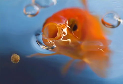 Goldfish opening mouth to catch food