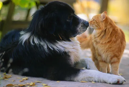 Dog and cat touching noses on sidewalk