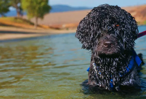 Portuguese Water Dog in lake