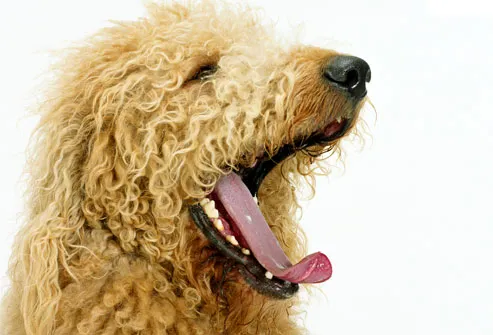 Labradoodle dog with mouth open