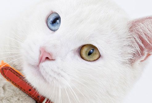 black and white cat with blue eyes. Fact: White Cats Are Often