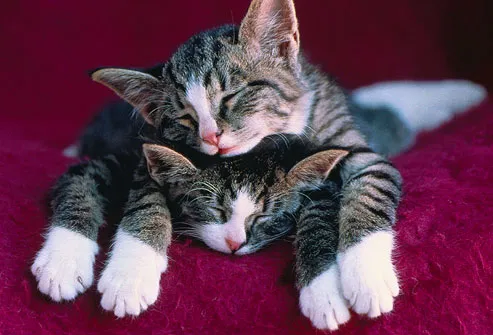 puppies and kittens sleeping together. As you cuddle a couple kittens