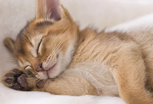 http://img.webmd.com/dtmcms/live/webmd/consumer_assets/site_images/articles/health_tools/taking_care_of_kitten_slideshow/photolibrary_rf_photo_of_kitten_sleeping.jpg