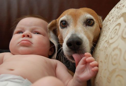 Beagle licking babys hand