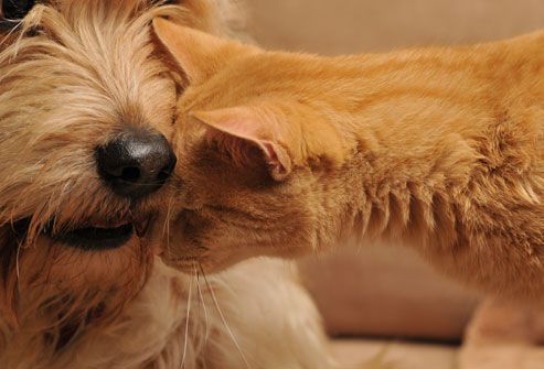 Cat rubbing face on dog