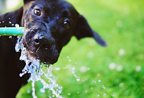 Black lab drinking from hose