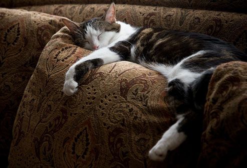 Cat napping on couch