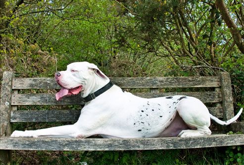 Great dane on bench