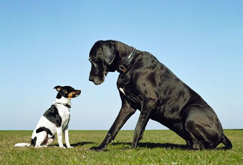Little dog and big dog