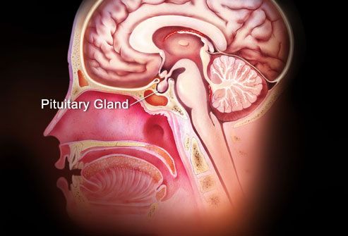 Illustration Of Pituitary Gland