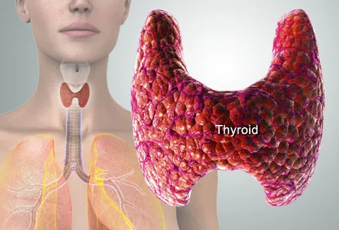 Illustration Of Thyroid Gland