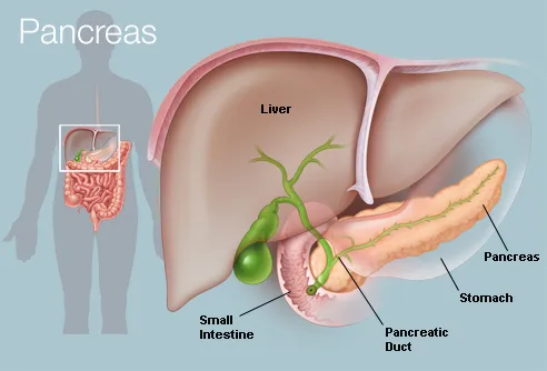 picture of human pancreas