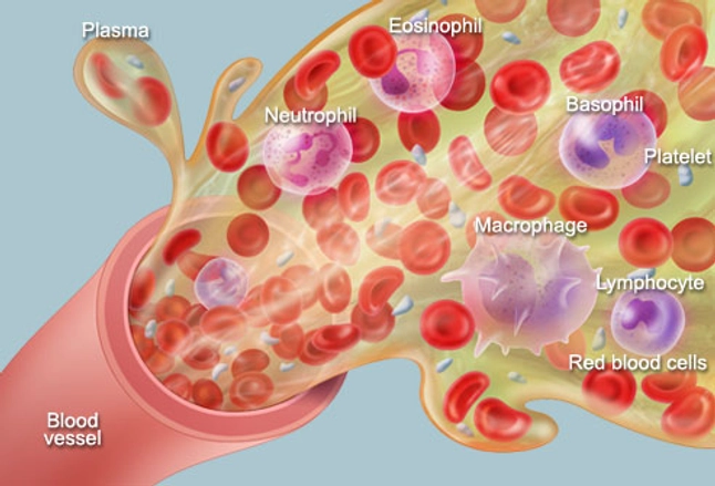 How does the human body build red blood cells?