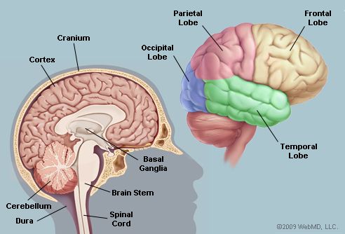Color image of parts of the brain.