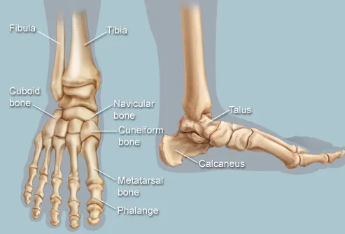 human anatomy tendons