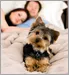 dog on bed with couple in background