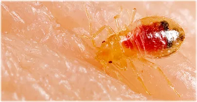 Bedbugs Quiz: Bites, Infestations, Getting Rid of Bedbugs
