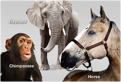 getty_rm_photo_of_horse_elephant_and_chimpanzee.jpg