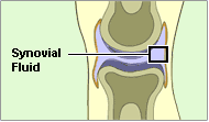 synovial fluid knee