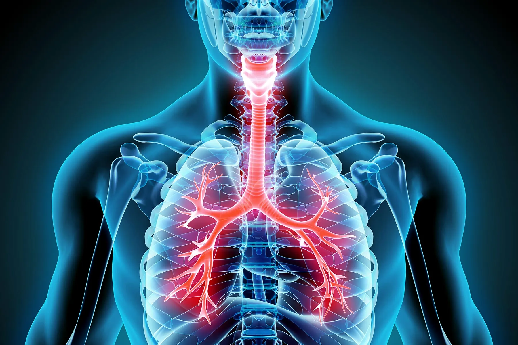 photo of Respiratory System