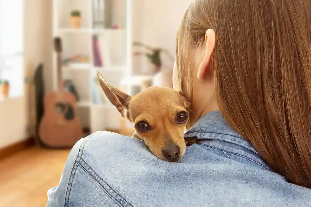 photo of woman holding chihuahua in home