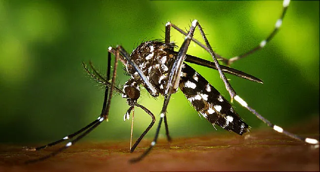 650x350_aedes_albopictus_mosquito