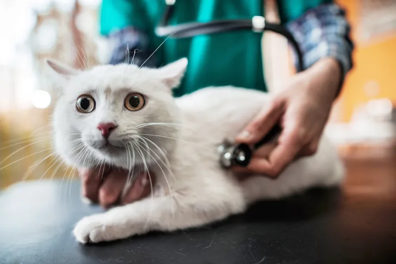 How to Ease Your Pet's Anxiety Before a Vet Visit