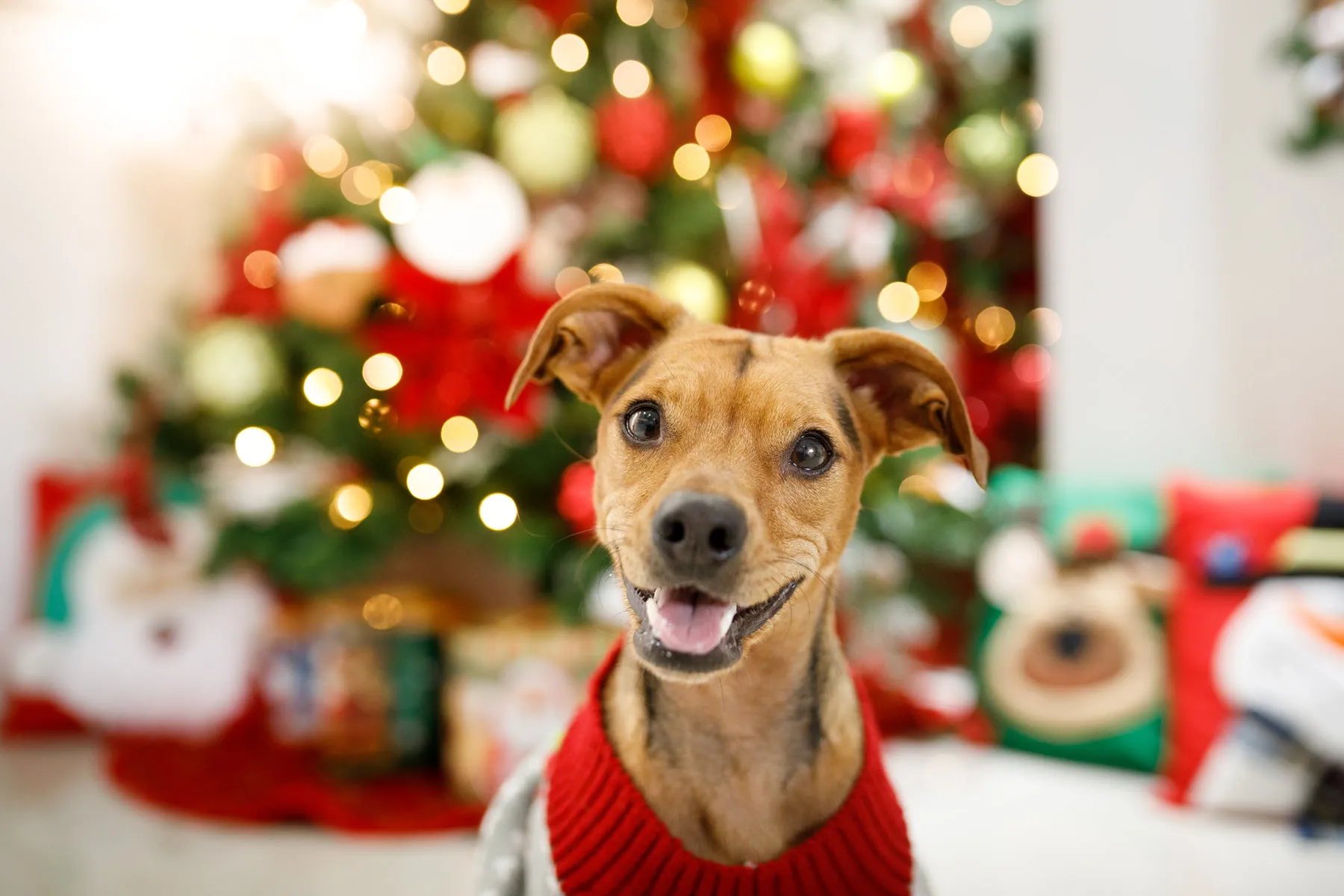 Keep Your Pet Safe for the Holidays