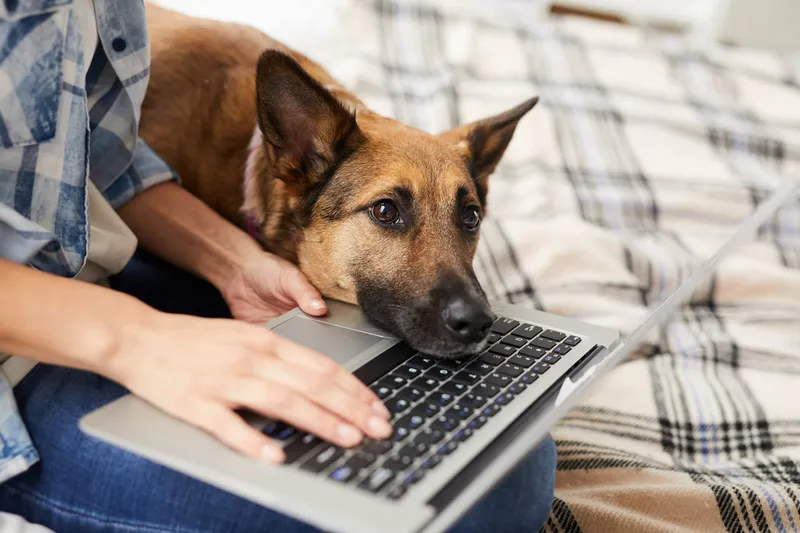 Telehealth for Your Pet? What a Vet Wants You to Know